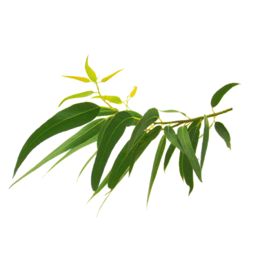 Eucalyptus Essential Oil