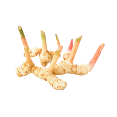 Galangal Essential Oil