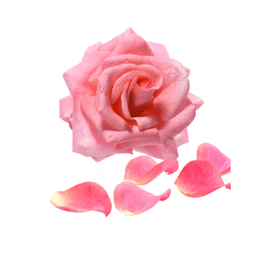 Rose Essential Oil