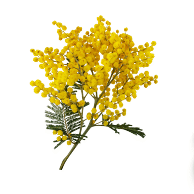 sweet acacia absolute oil