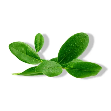 ravensara oil