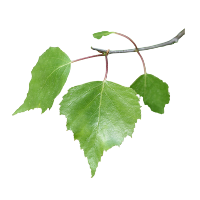 birch tar oil