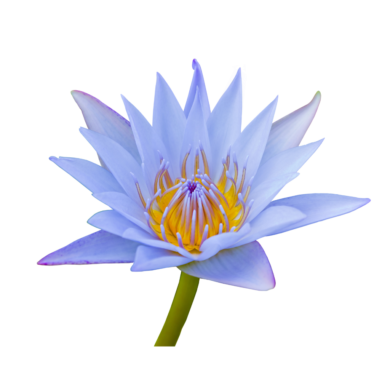 blue lotus absolute oil