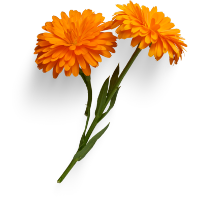 Calendula Essential Oil