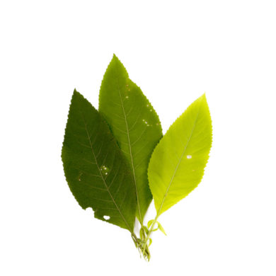 camphor oil