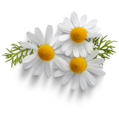German Chamomile Oil