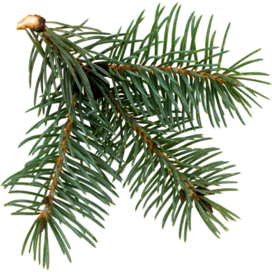 fir needle oil