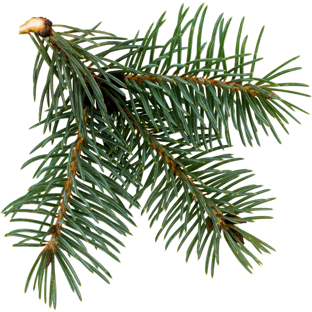 fir needle oil