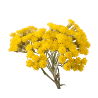 helichrysum oil
