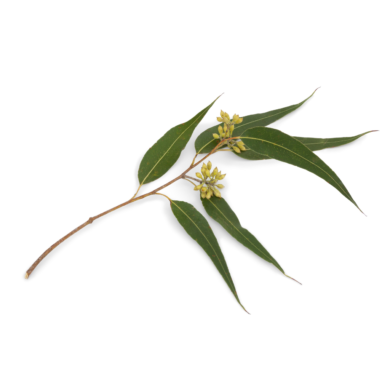 lemon Eucalyptus oil
