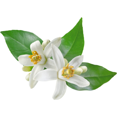 neroli essential oil
