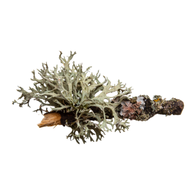 oakmoss essential oil