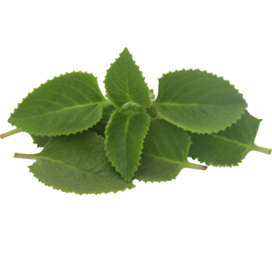 oregano essential oil