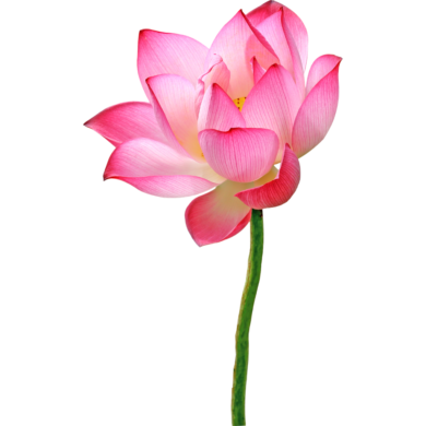 pink lotus absolute oil