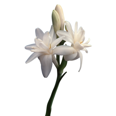 tuberose absolute oil
