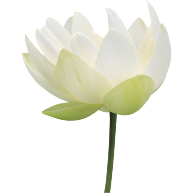 white lotus essential oil