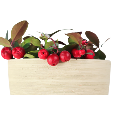 wintergreen essential oil