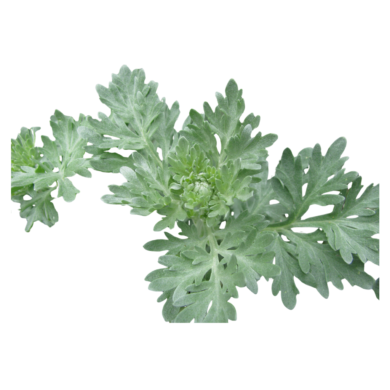 wormwood essential oil